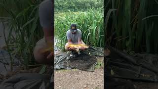 Carp fishing Kent Darenth lakes ghostie common fish on [upl. by Azitram]