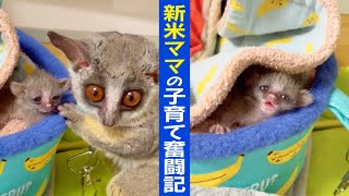 新米ママの子育て奮闘記 A novice mothers struggle to raise a baby【ショウガラゴのピザトルとサラミー】 [upl. by Argyle]