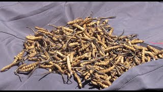 Cordyceps Yartsha Gombup hunting in Bhutan [upl. by Leake845]