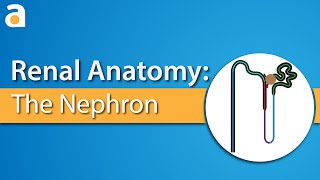 Renal Anatomy The Nephron [upl. by Ballinger]