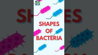 SHAPES OF BACTERIA [upl. by Onifled]