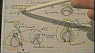 ODONTOGENESIS Logia de la Facultad de Odontología [upl. by Obadias]