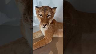 Tigons hybrid animal animals tiger lion museum wildlife trending viral shorts [upl. by Enelyam]