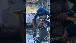 Owyhee River browntroutfishing flyfishing owyhee southeastoregon rivers easternoregon like [upl. by Pope405]