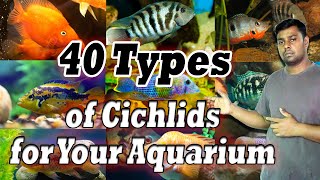 40 Types of Cichlids for Your Aquarium  Most Gorgeous Cichlid Fish [upl. by Namzed271]