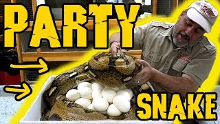 Snake Party Zoo Meetup [upl. by Yzzik]