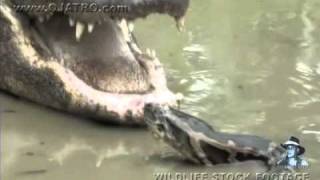 Dangerous Invaders 01  Python fights Alligator [upl. by Hebel]