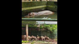 Thrissur Zoo zoo thrissurzoo kerala shorts [upl. by Ahsoem]