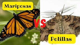 MARIPOSAS VS POLILLAS  5 DATOS QUE NO SABÍAS [upl. by Annerb564]