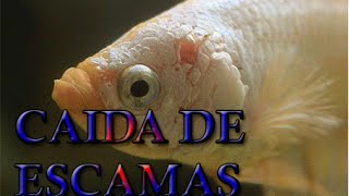 Por que se les cae las escamas a los peces [upl. by Eniak]