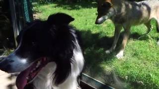 Dog and Wolf Encounter Zoo Tiergarten Worms 2016 [upl. by Ynffit29]