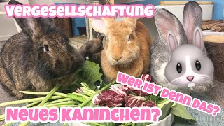 Vergesellschaftung  Neues Kaninchen [upl. by Aneela]