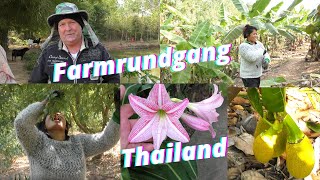 Thailand Farmrundgang nach 3 Wochen Urlaub Alles ohne Probleme Was ging kaputt Wasser Filter [upl. by Nylynnej]