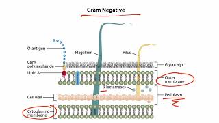 Bacterial Structures for the USMLE Step 1 [upl. by Assertal]