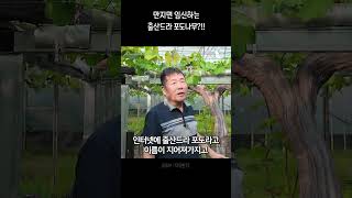 만지면 임신하는 한 그루 4500송이 출산드라 포도나무 [upl. by Aitercal]