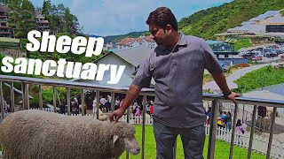 The sheep sheep Sanctuary  malaysia  zoo of malaysia [upl. by Eniaral]