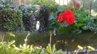 Balkon çiçeklerim Balcony flowers sardunya Yakut kolyesi tesbihler balkonumda kış renkleri [upl. by Sivek]