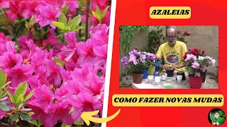 AZALÉIAS  COMO CUIDAR E PROPAGAR [upl. by Bernetta394]