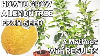 How To Grow A LEMON TREE From A SEED  06 MONTHS UPDATES [upl. by Amitaf]