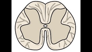 USMLE Step 2 CK Plus  Chapter 2 Neurology  Spinal Cord Lesions [upl. by Claybourne823]