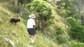 Peacock Hunting in New Zealand [upl. by Rheta]