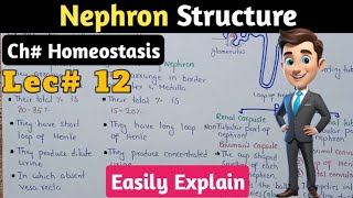 Nephron Structure In Urdu Hindi  Glomerulus Bowmans Capsule PCT Loop Of Henle And DCT [upl. by Wolfort619]