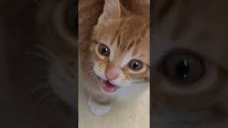 Cute Cats and Kittens Meowing Compilation shorts [upl. by Anovahs]