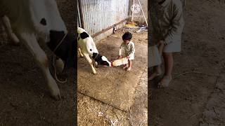 Dairy training session krishna under Training 💪👌👍 [upl. by Adim]