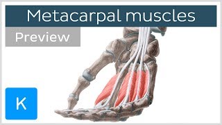 Muscles of the hand  Metacarpal muscles preview  Human Anatomy  Kenhub [upl. by Adnirod]