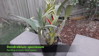 Repotting a Dendrobium Speciosum [upl. by Grussing]