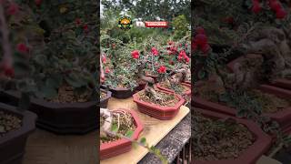 bonsai fruit tree at home bonsai fruits shortsvideo satisfying [upl. by Yekcin]