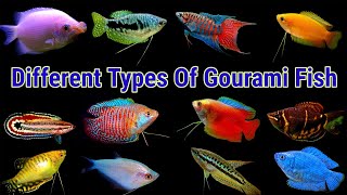 Different Types Of Gourami Fish [upl. by Ibbetson]