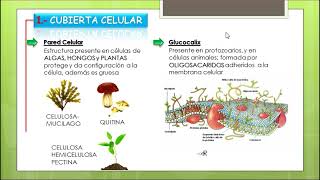 CELULA EUCARIOTA Cotamania [upl. by Trin23]