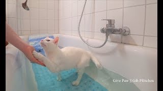 Siamese Cats do Tricks in Water Bathtub  Siamkatzen machen Tricks im Wasser Badewanne [upl. by Azarria30]