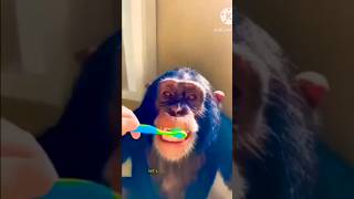 Abe bandar tu bhi barsh krega 😁 comedy monkey cute [upl. by Rego779]