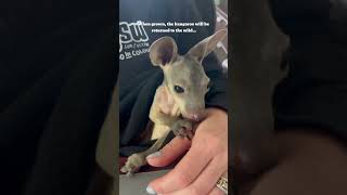 Baby kangaroo kangaroo pets rescue animals shorts [upl. by Linette]