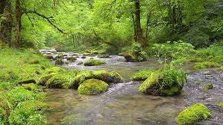 Peaceful Nature Sounds Birds Chirping Stream Sounds ASMR [upl. by Tompkins]