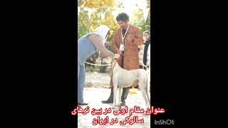 Saluki Dog show in Iran 🇮🇷 baadpasalukikennel persiansaluki baadpakennel saluki persiansaluki [upl. by Parish807]