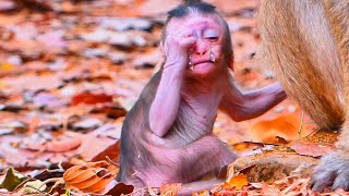 Pitiful Briar Baby Monkey Crying When Its Mother Rejected Milk [upl. by Vieva954]