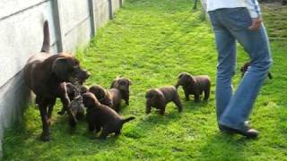 chiots labrador chocolat  lab puppies [upl. by Leiahtan]