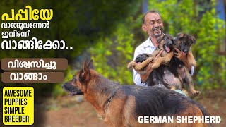 കിടു GSD Puppies വാങ്ങാം  Secret Quest Kennel [upl. by Avah183]