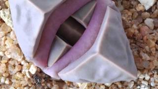 Lithops living stone seed [upl. by Hump825]