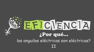 ¿POR QUÉ LAS ANGUILAS ELÉCTRICAS SON ELÉCTRICAS II Órganos eléctricos Generar electricidad [upl. by Nodnelg704]