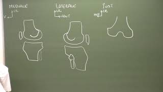 MI 2  Anatomie du genou Knee anatomy [upl. by Etnemelc]