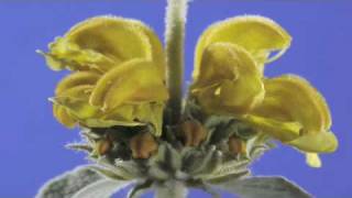 Phlomis fruticosa flower timelapse [upl. by Mia131]