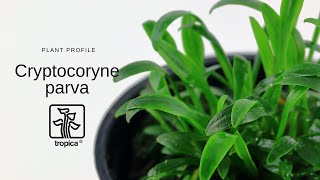 Cryptocoryne parva [upl. by Sesilu]