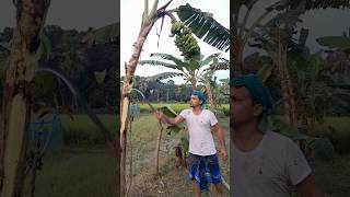 How to harvesting are banana ep 283 Short trending vairal banana food agro 🍌🍌 [upl. by Tereve]