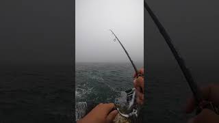 Fishing For Pollock in Acadia National Park fishing fish [upl. by Darreg]