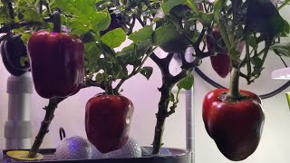 Grow Bell Peppers in Aerogarden Bounty Basic  Indoor Hydroponics Gardening  Seed Collection [upl. by Behnken410]