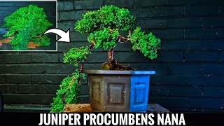 Juniper for Bonsai  Juniperus Procumbens Nana [upl. by Elidad]